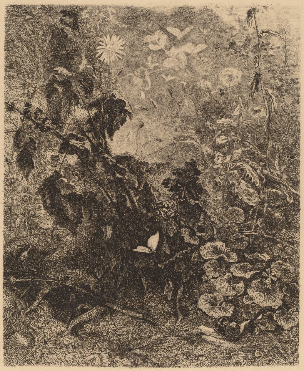 Snegler og sommerfugler av Karl Bodmer