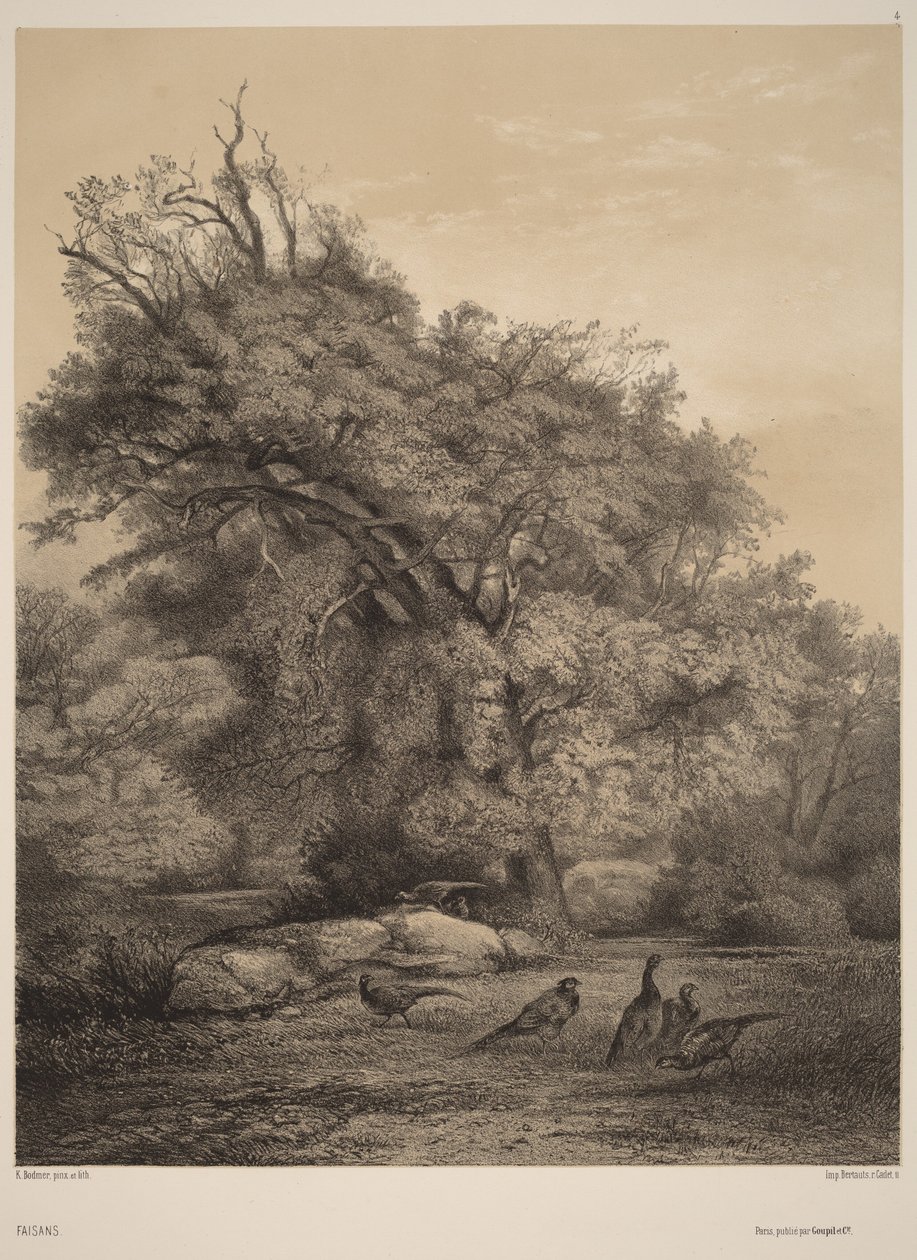 Fasaner av Karl Bodmer
