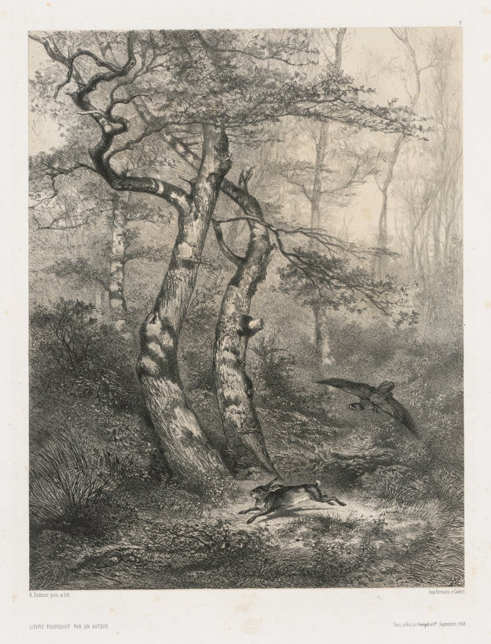Hare forfulgt av en hønsehauk av Karl Bodmer