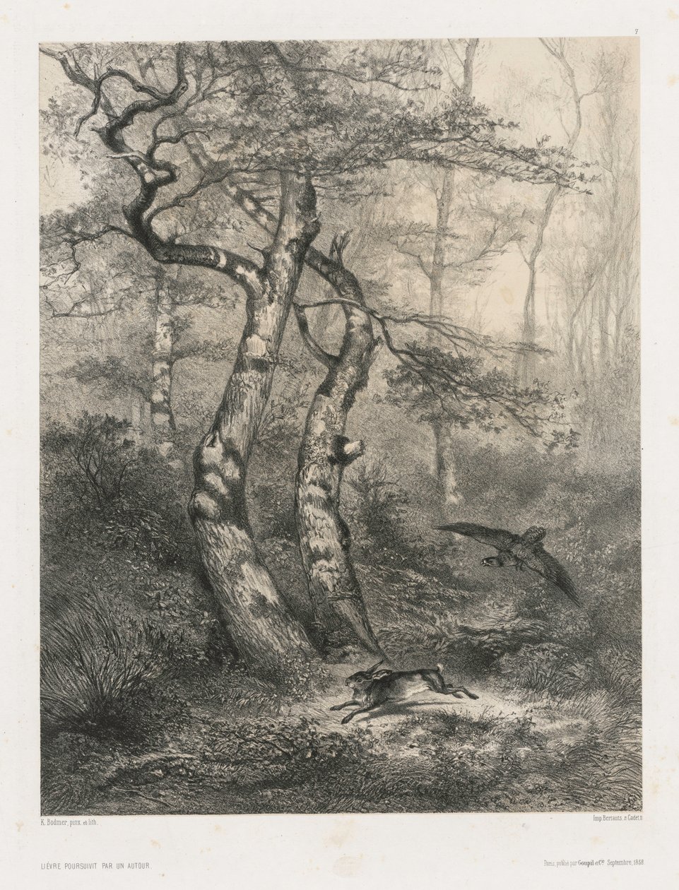 Hare forfulgt av en hønsehauk, 1858. av Karl Bodmer