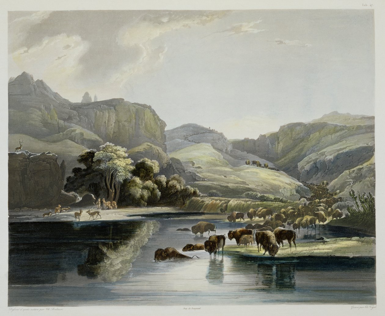 Herds of Bison and Elk on the Upper Missouri, plate 47 fra bind 2 av 