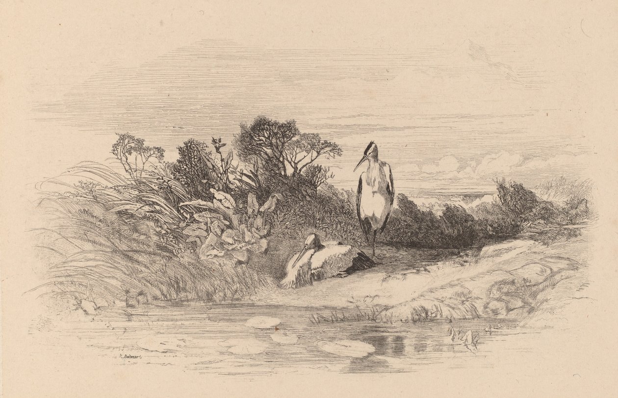 Hegre. av Karl Bodmer