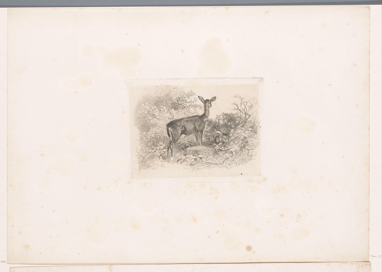 Hindu i skogen Landskap med dyr (serietittel) av Karl Bodmer