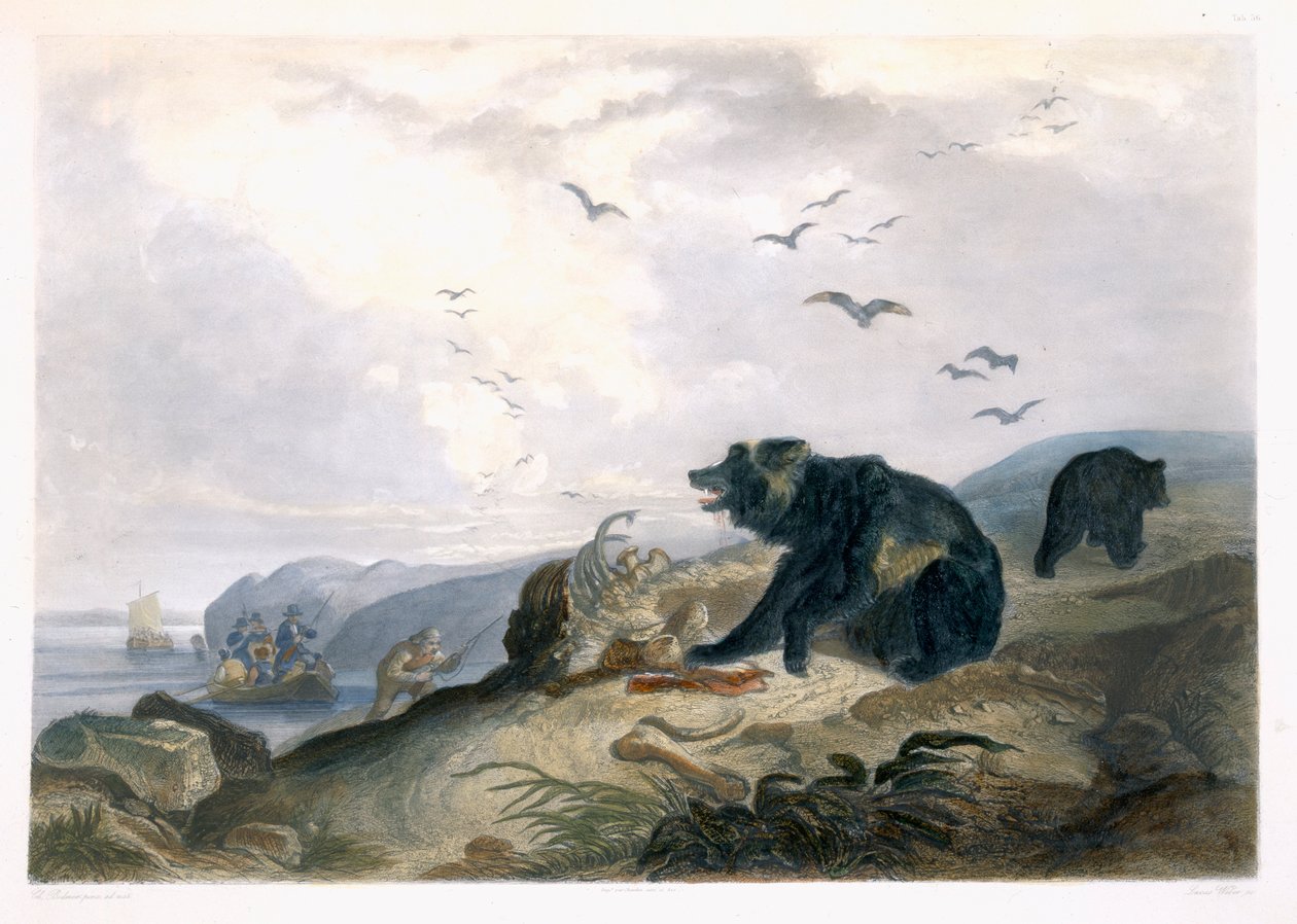 Hunting of the Grizzly Bear, plate 36 fra bind 2 av 