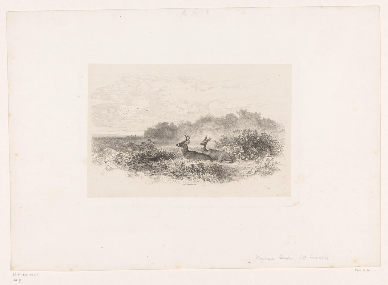 Landskap med to hvithalehjort Landskap med dyr (serietittel) av Karl Bodmer