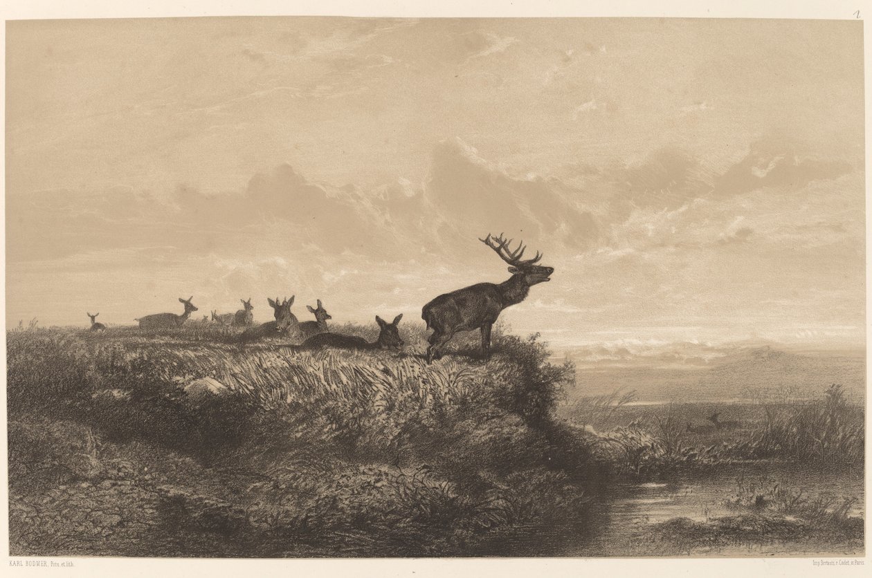 Morgenen. Hjort og hinds av Karl Bodmer
