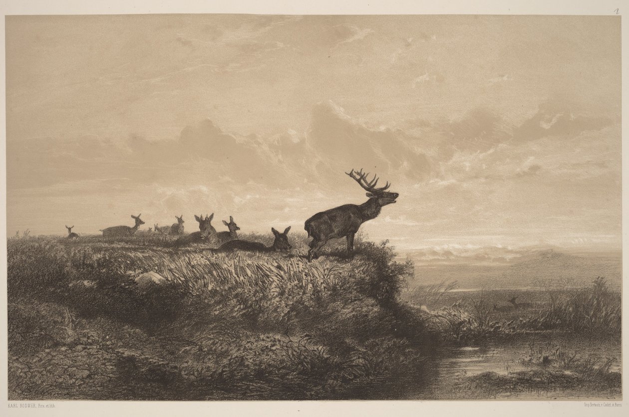 Morgenen. Hjort og hinder av Karl Bodmer