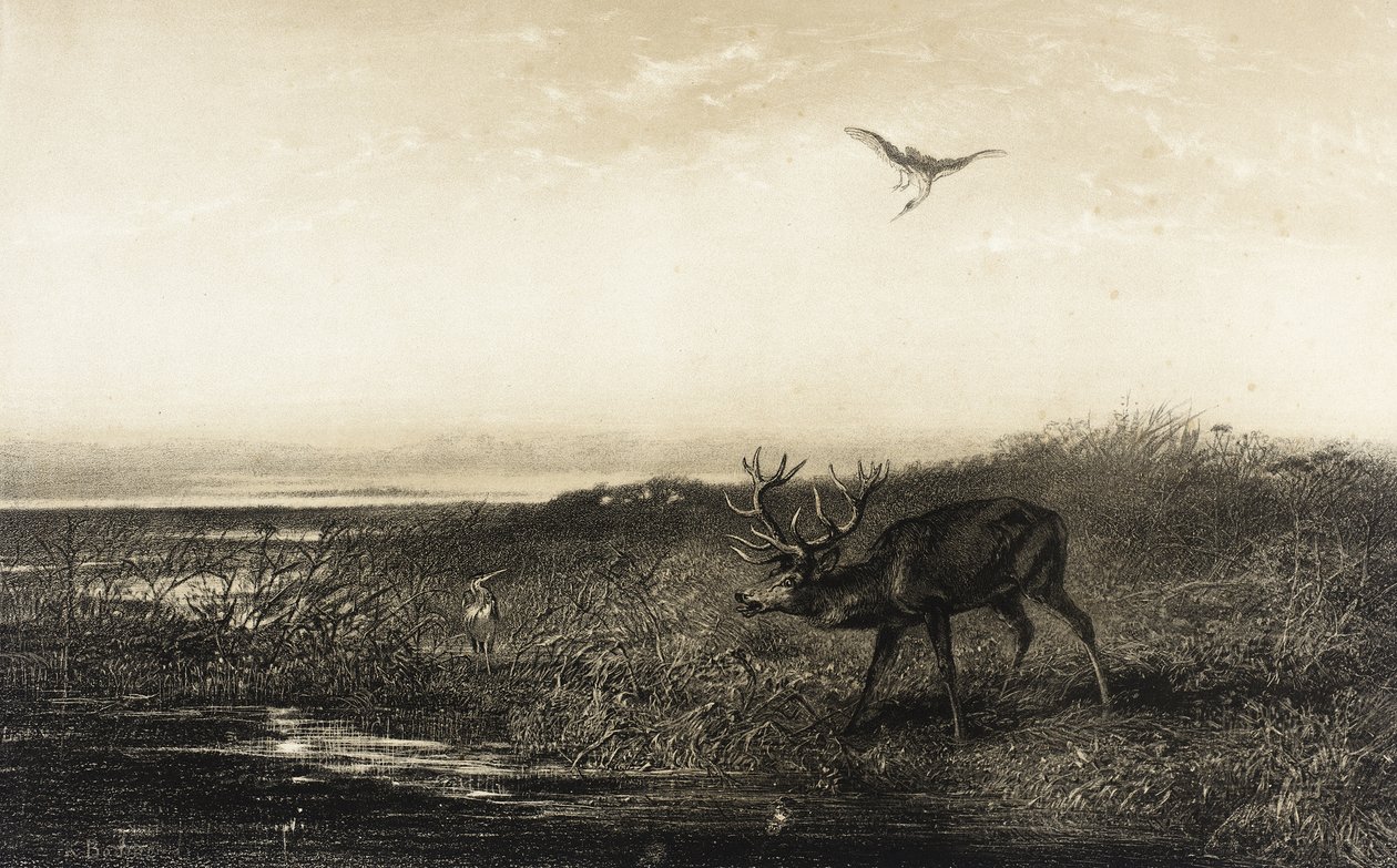 Kveld: Hjort og hegrer av Karl Bodmer