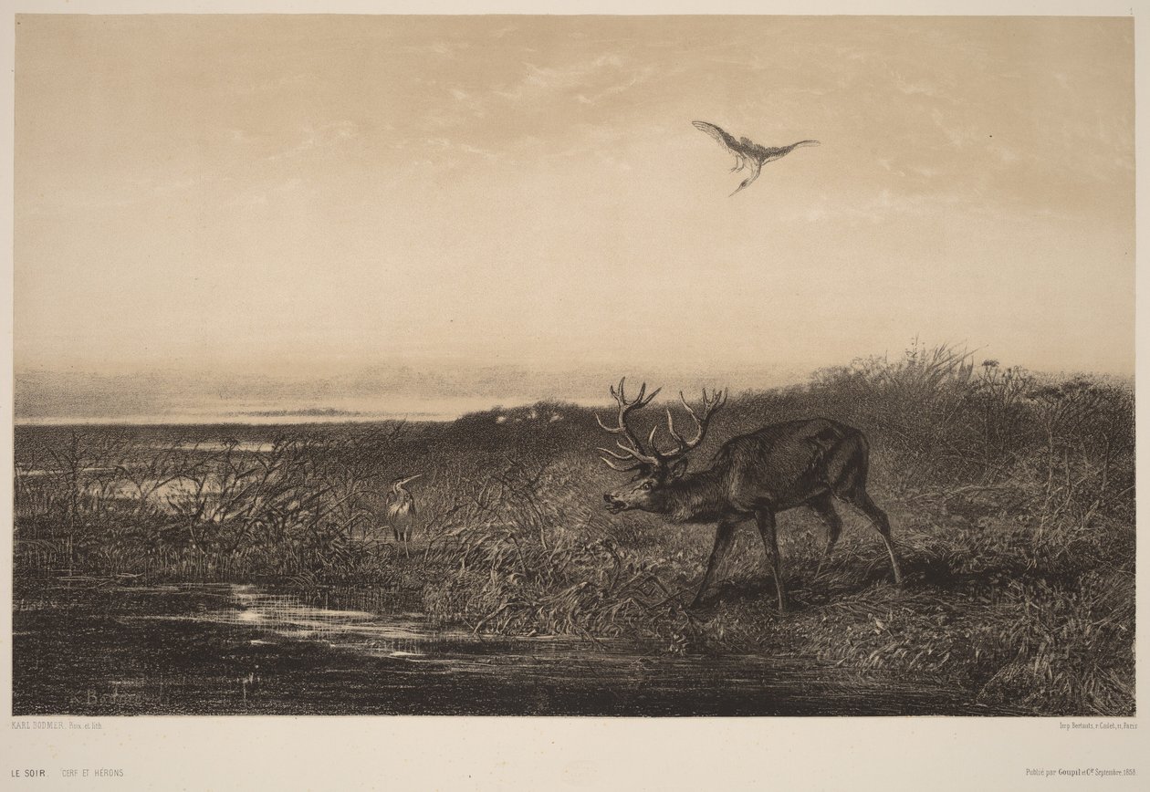 Kveld - Hjort og hegrer av Karl Bodmer