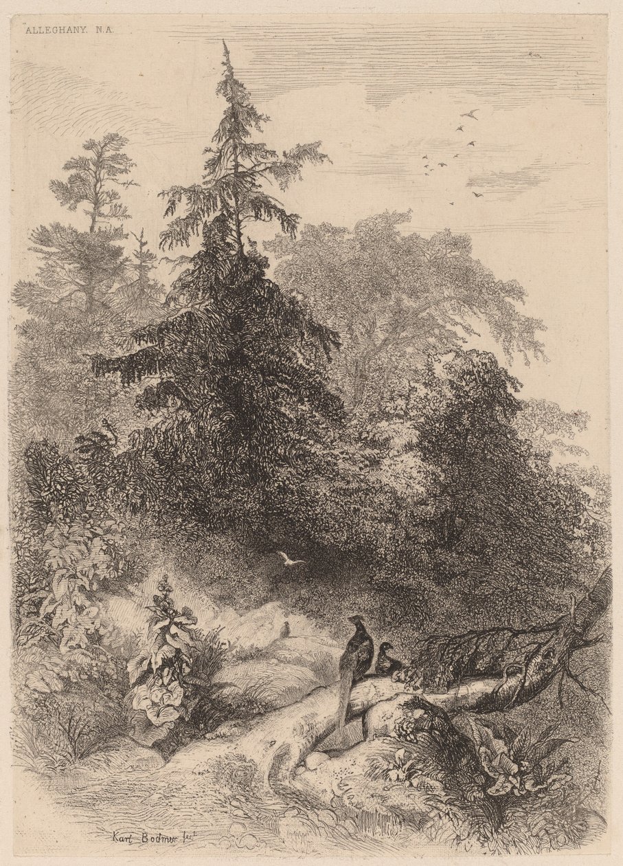 Fasanene. av Karl Bodmer