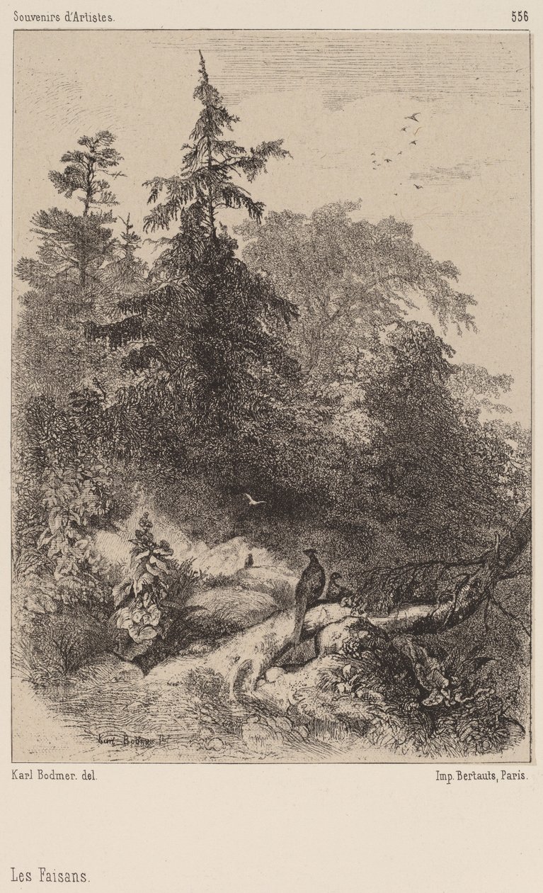 Fasanene. av Karl Bodmer