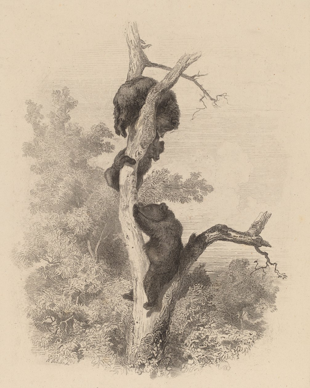 Les Ours The Bears, 18581874. av Karl Bodmer