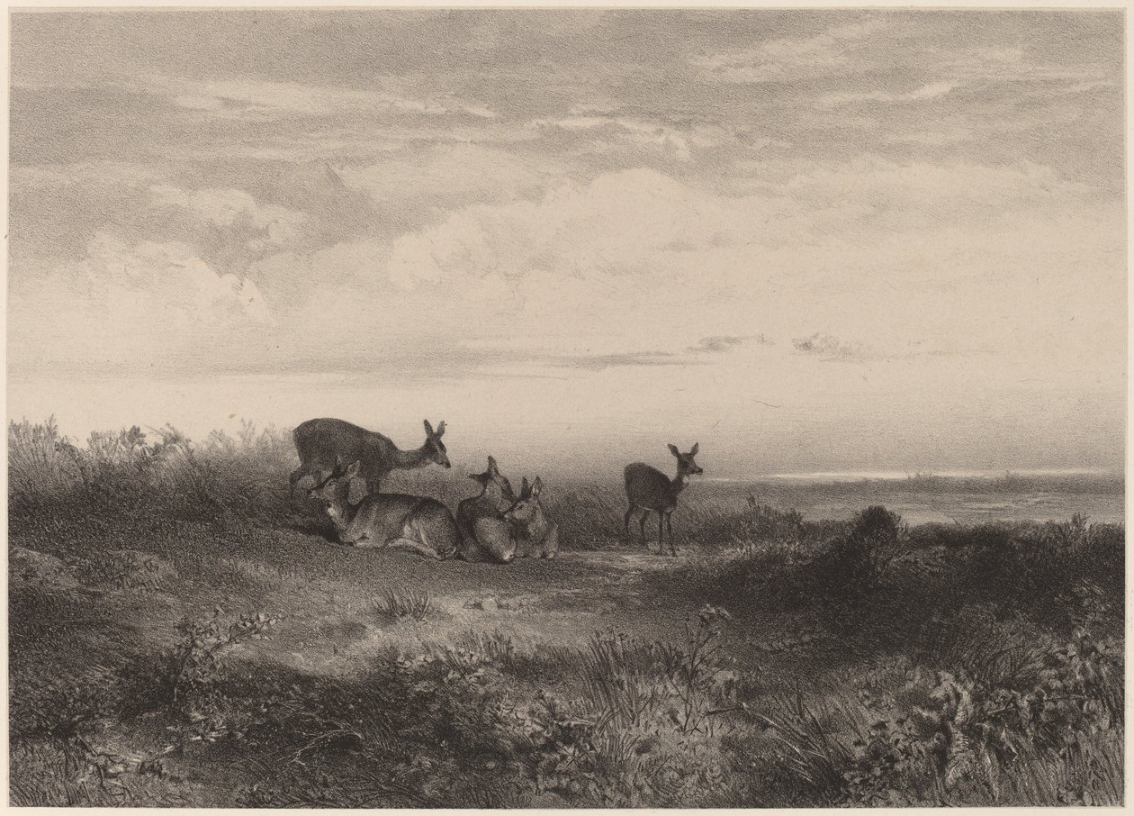 hjort av Karl Bodmer