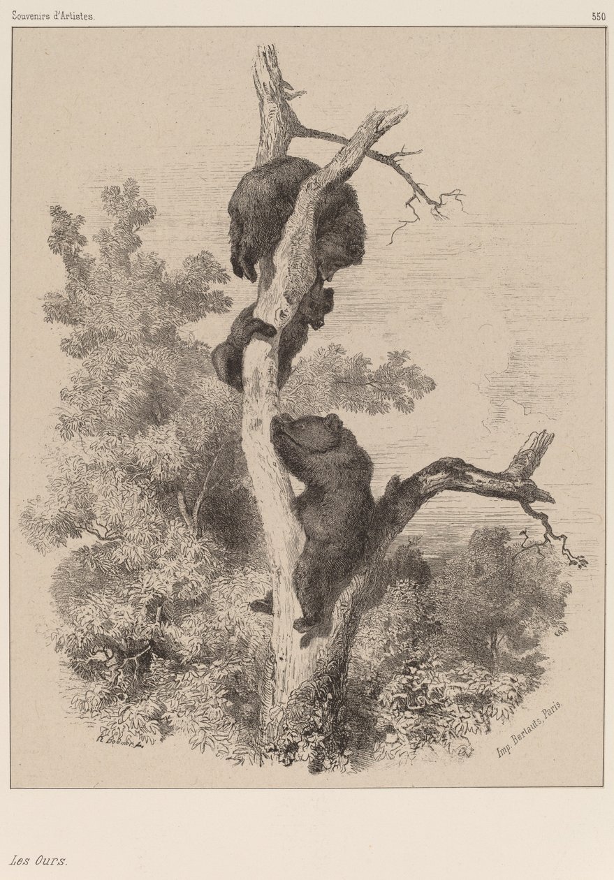 Bjørnene. av Karl Bodmer