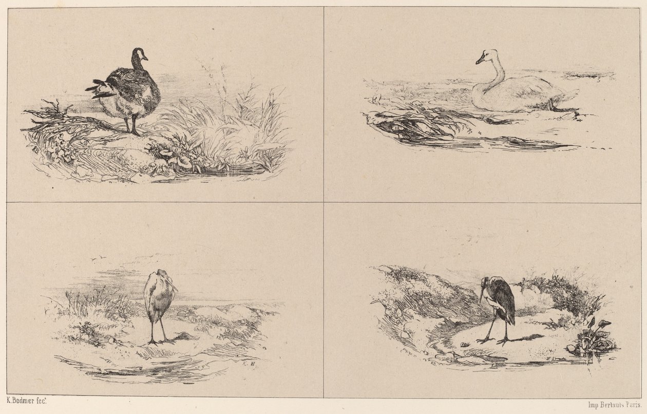 Gjess, svaner, hegre. av Karl Bodmer