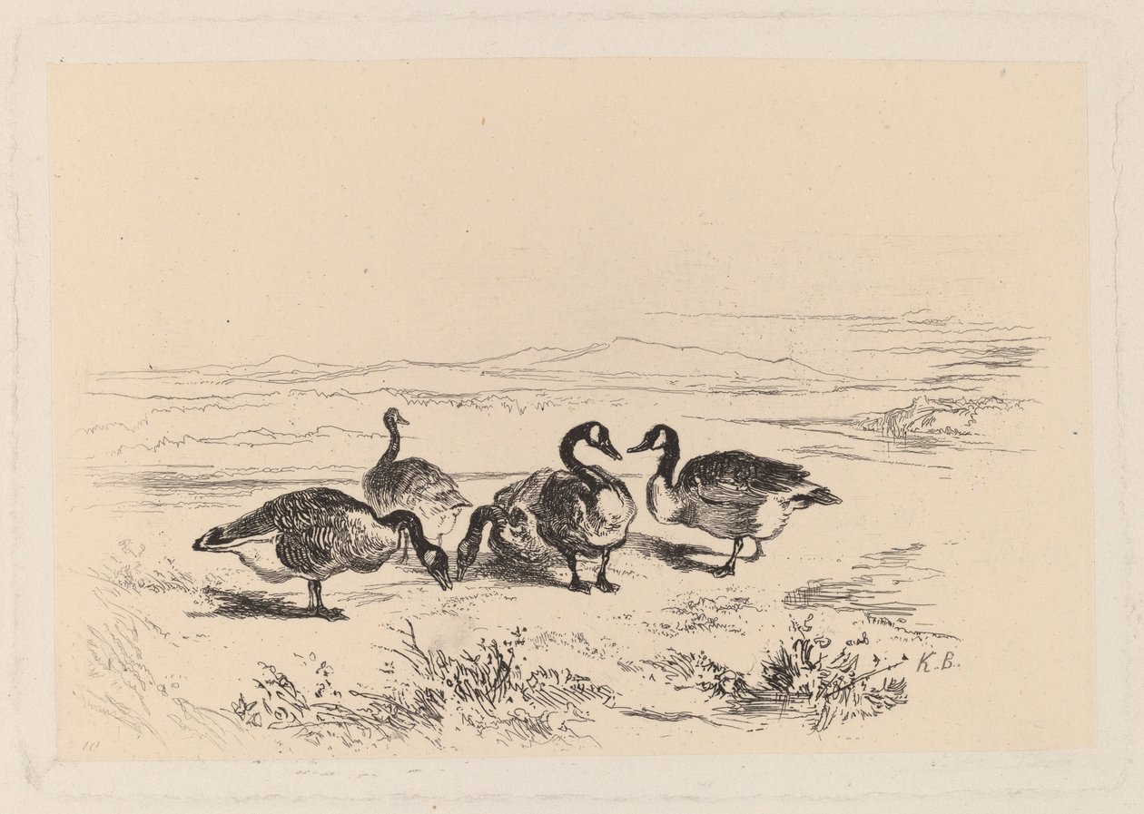 bramgås av Karl Bodmer