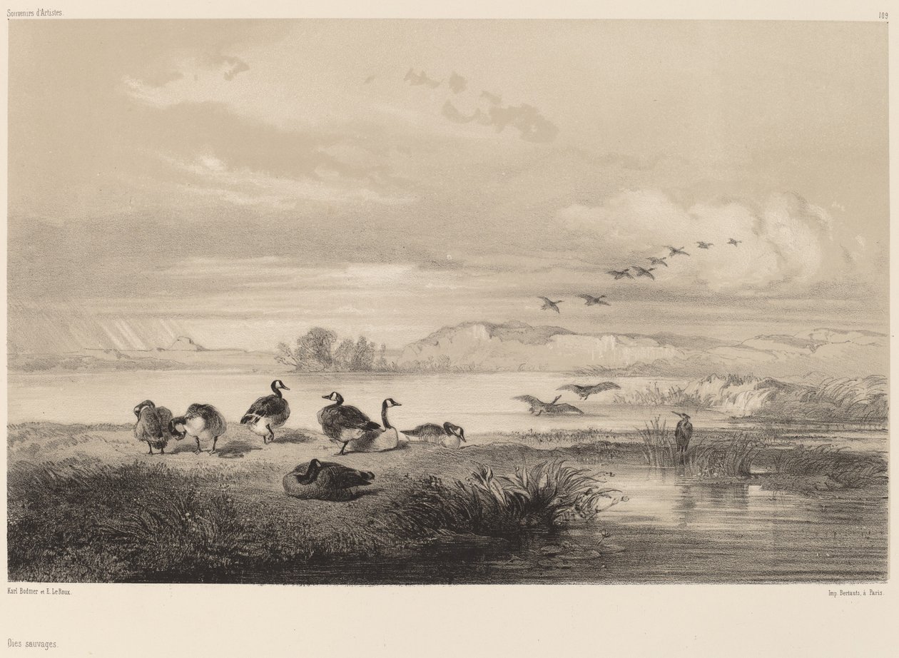 villgås av Karl Bodmer