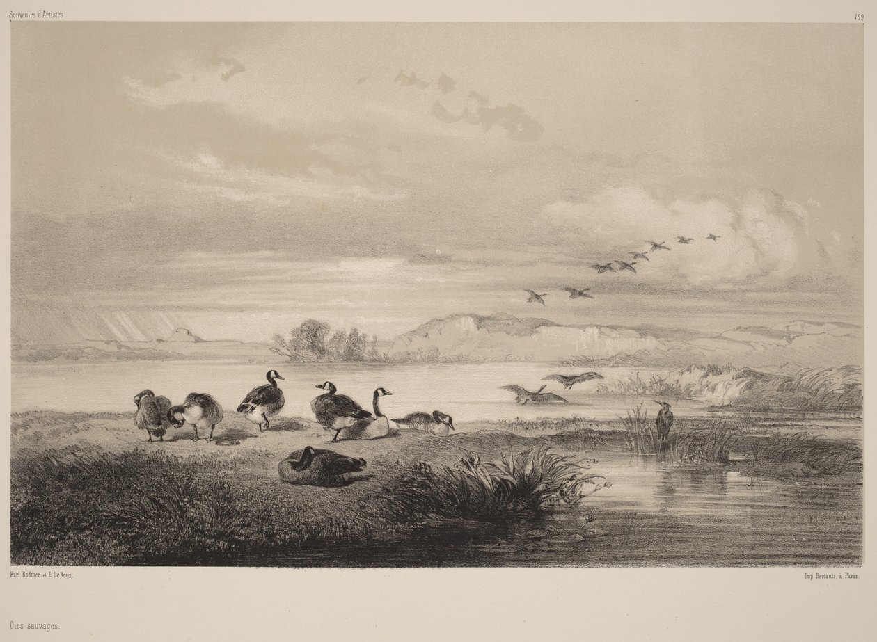 Villgjess av Karl Bodmer