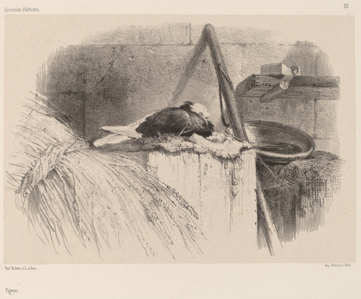 Pigeonnorwegian av Karl Bodmer
