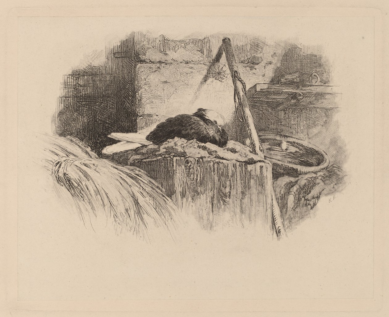 Due på reir. av Karl Bodmer