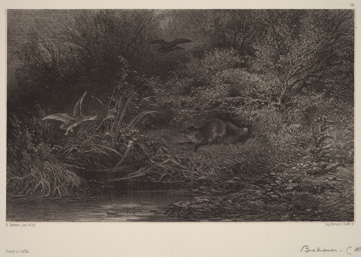 Rev på lur av Karl Bodmer