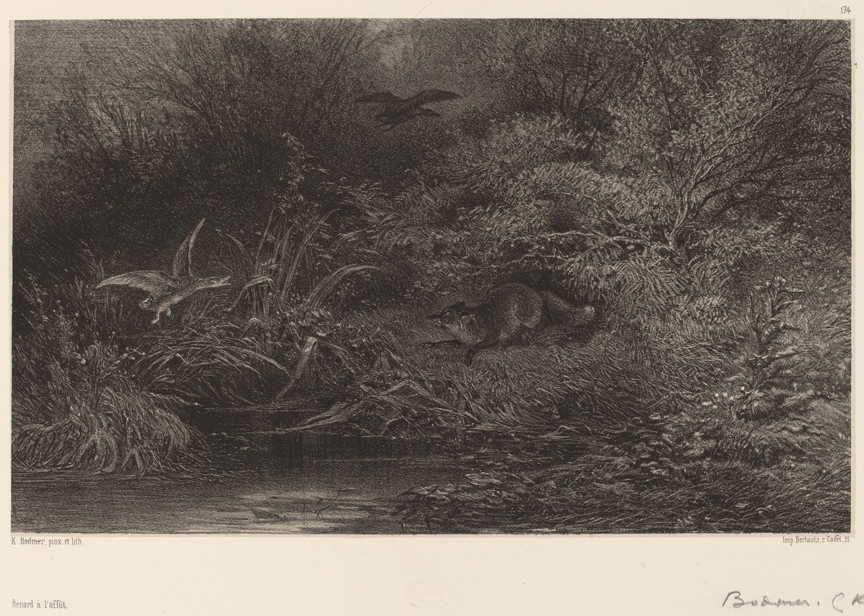 Rev på jakt av Karl Bodmer