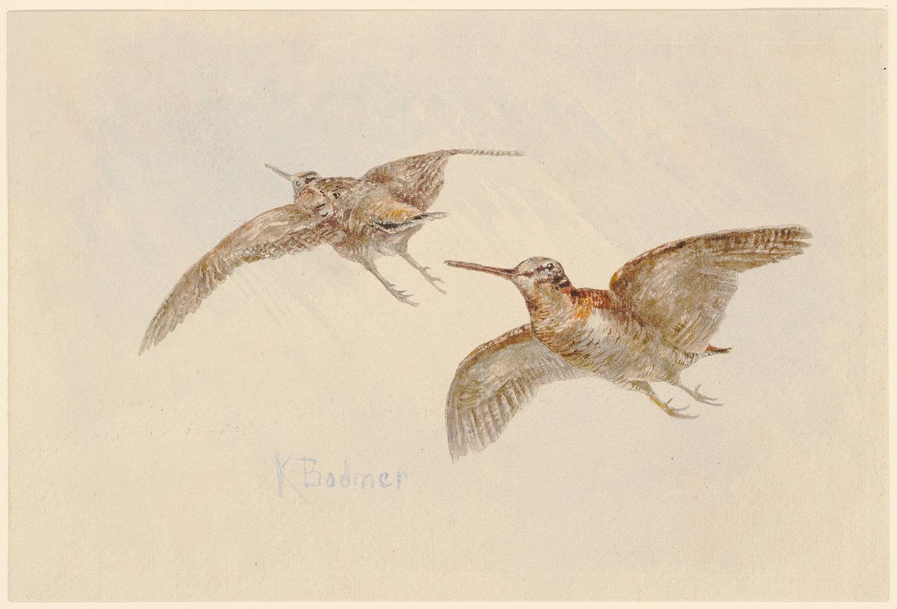 Rugder i flukt av Karl Bodmer