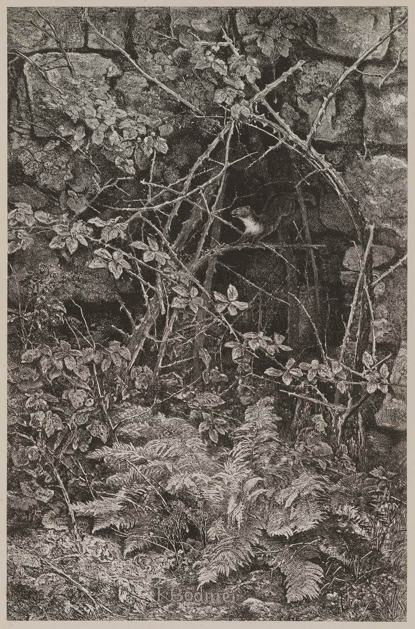 Hoppende mår av Karl Bodmer