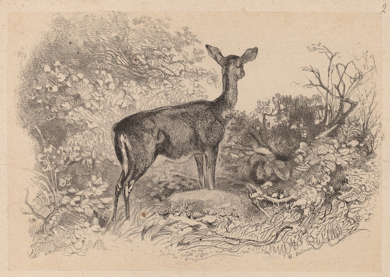 En doe av Karl Bodmer
