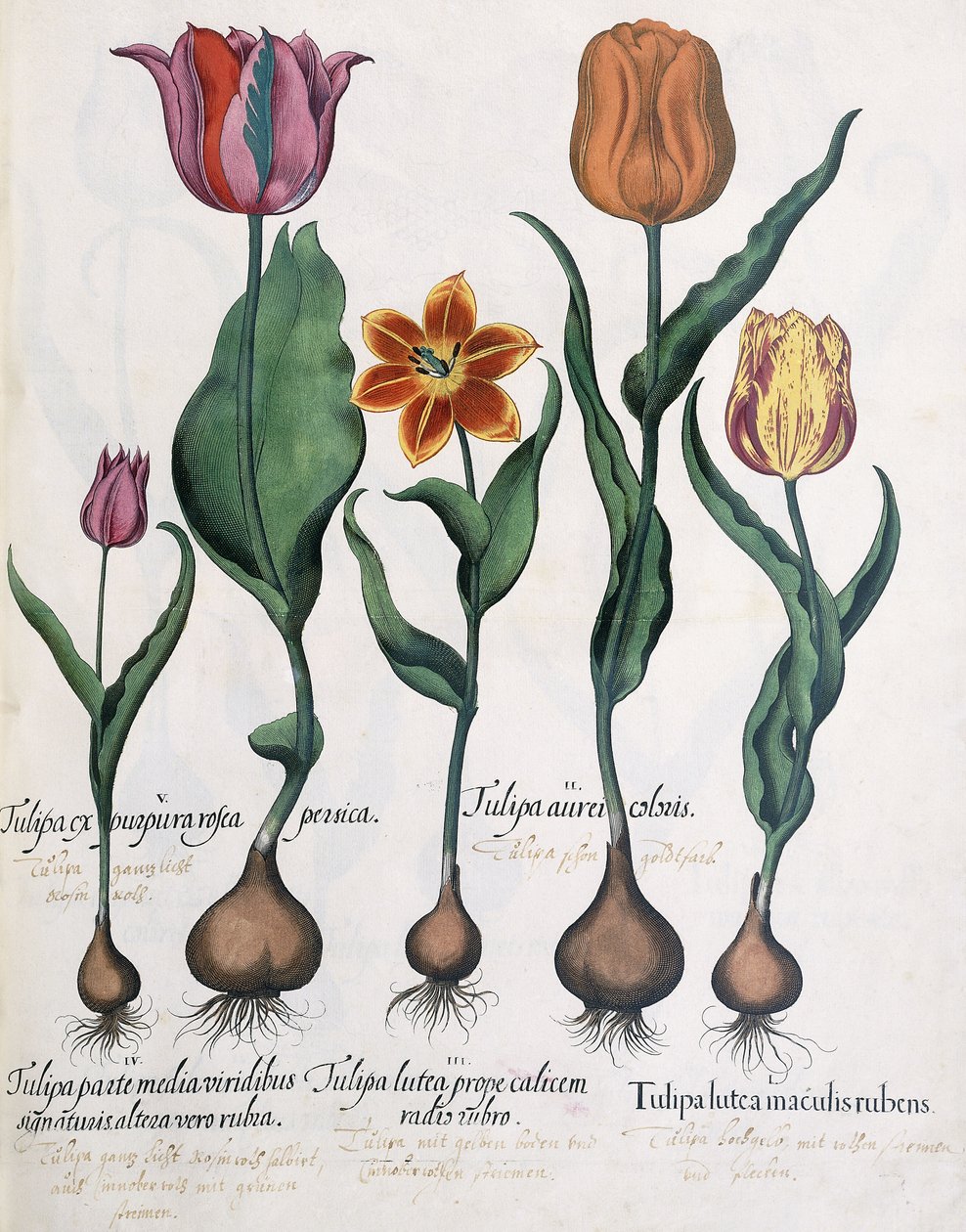 Typer av tulipaner, 1613 av Karl Christian Wilhelm Baron