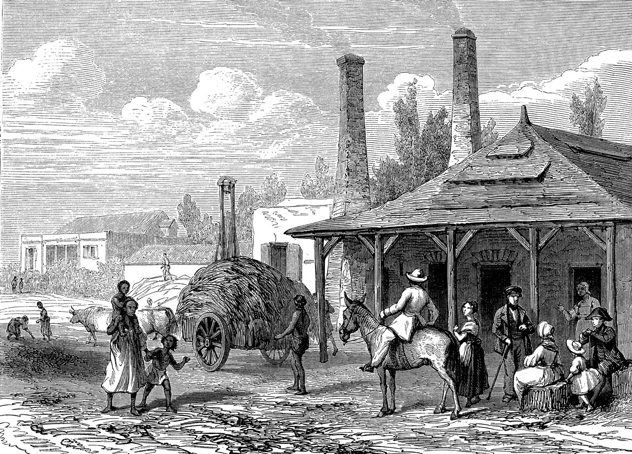 Sukkerplante på Mauritius i 1863. Le T du Monde Paris 1863 Utgiver av Karl Girardet