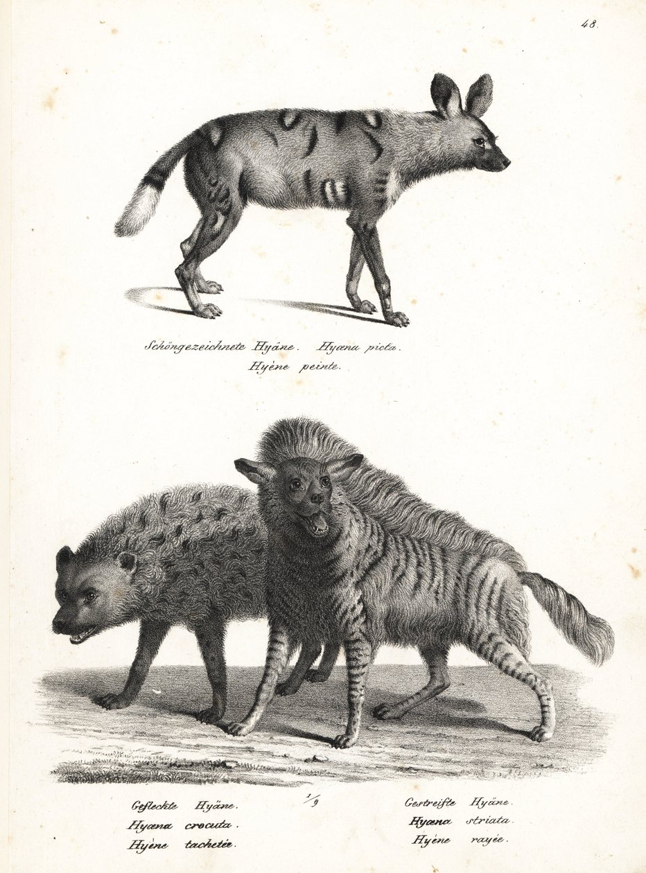 Afrikansk villhund, Lycaon pictus, truet, flekket hyene, Crocuta crocuta og stripet hyene, Hyaena hyena. Litografi av Karl Joseph Brodtmann fra Heinrich Rudolf Schinz