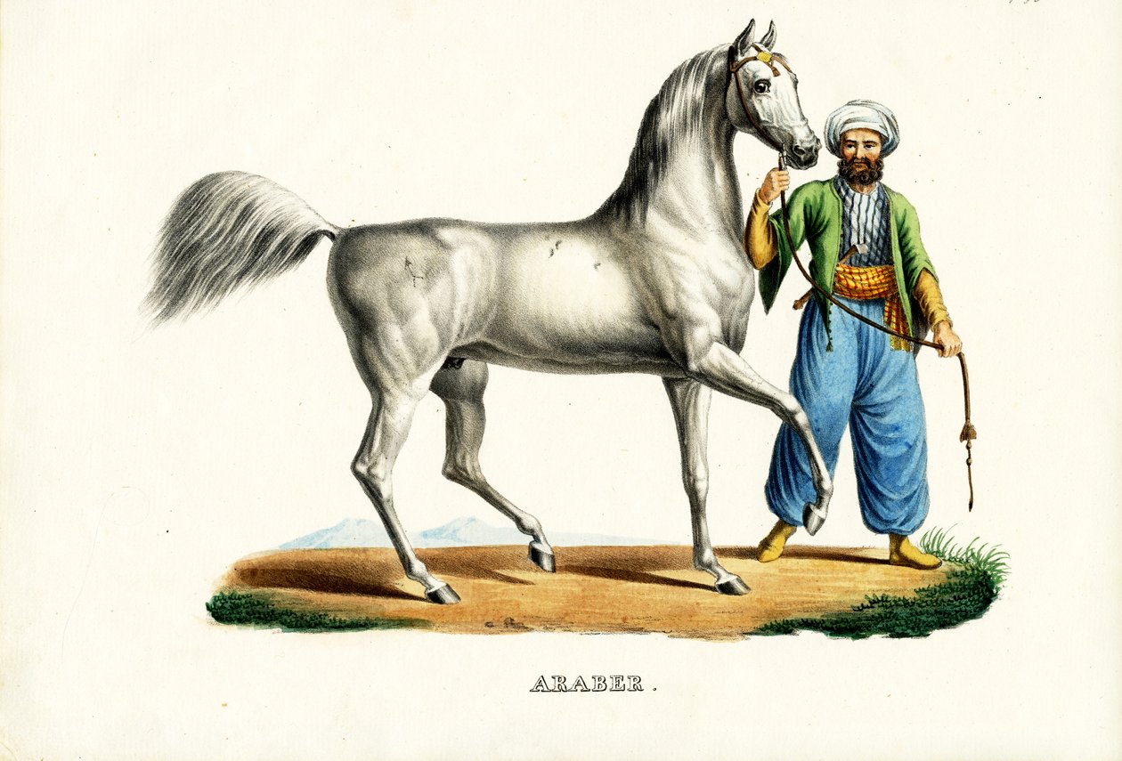 Arabisk hest, 1824 av Karl Joseph Brodtmann
