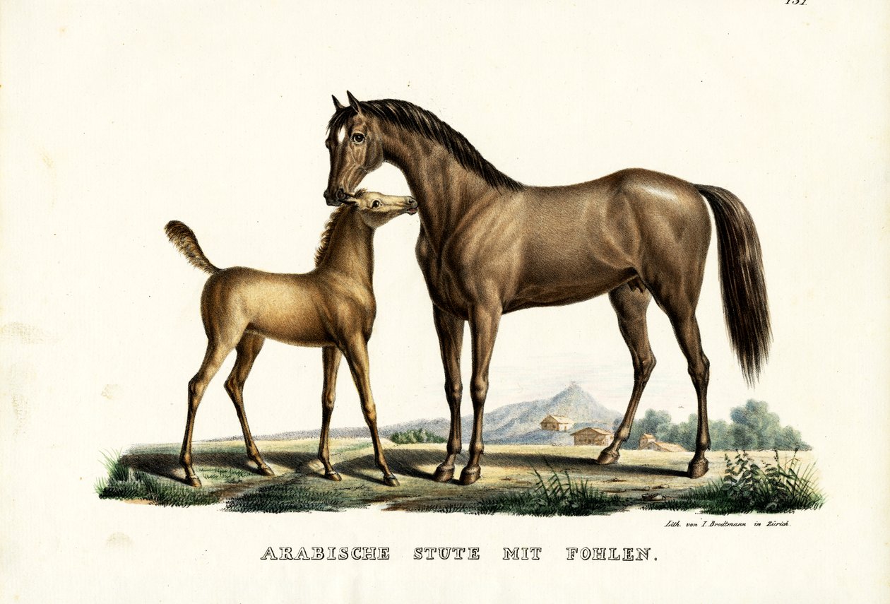 Arabisk hest med fugl, 1824 av Karl Joseph Brodtmann
