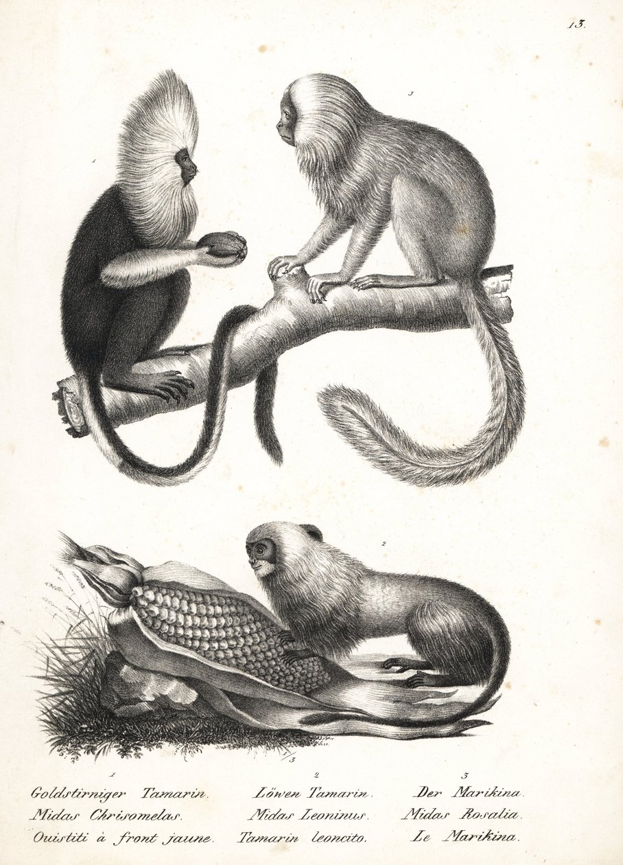 Buffy-headed silkeaper, Callithrix flaviceps (utrydningstruet) 1, og gylden løve tamarin, Leontopithecus rosalia (utrydningstruet) 2,3. Litografi av Karl Joseph Brodtmann fra Heinrich Rudolf Schinz