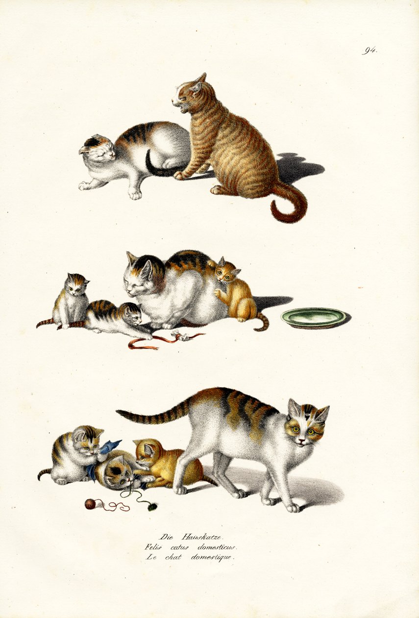 Huskatter, 1824 av Karl Joseph Brodtmann