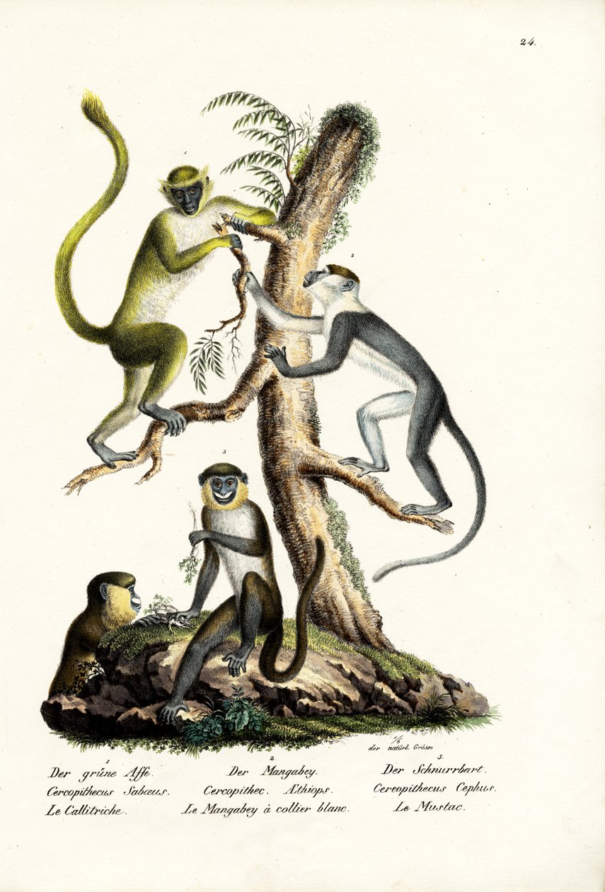 Grønn ape, 1824 av Karl Joseph Brodtmann