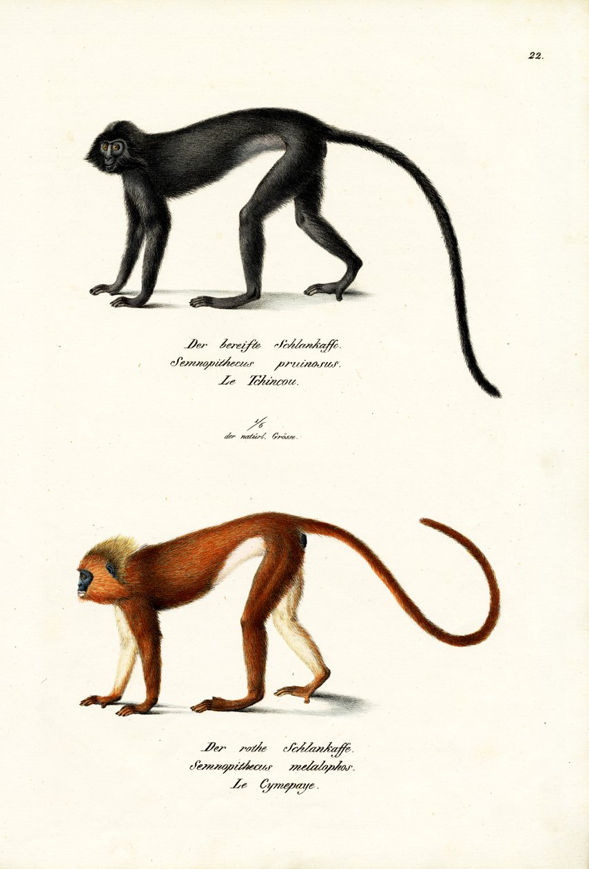 Hanuman Langur, 1824 av Karl Joseph Brodtmann
