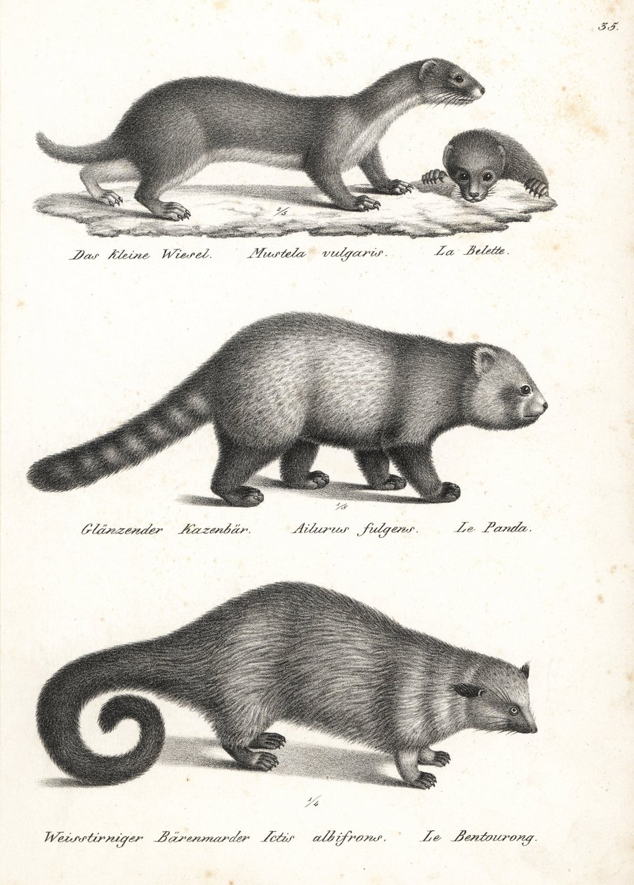 Minst vesel, Mustela nivalis 1, rød panda, Ailurus fulgens 2, sårbar, og bjørnekatt, Arctictis binturong 3, sårbar. Litografi av Karl Joseph Brodtmann fra Heinrich Rudolf Schinz