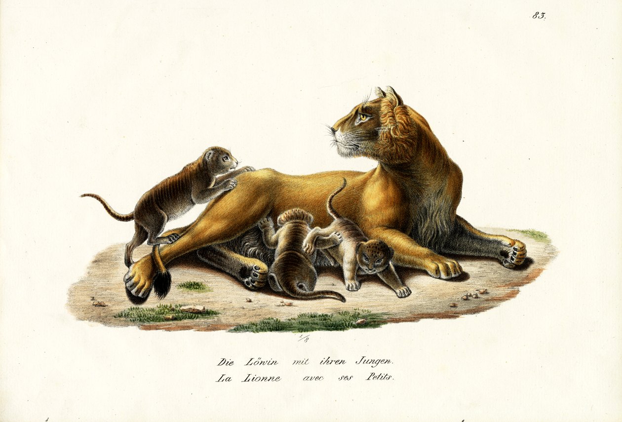 Løvinne med unger, 1824 av Karl Joseph Brodtmann