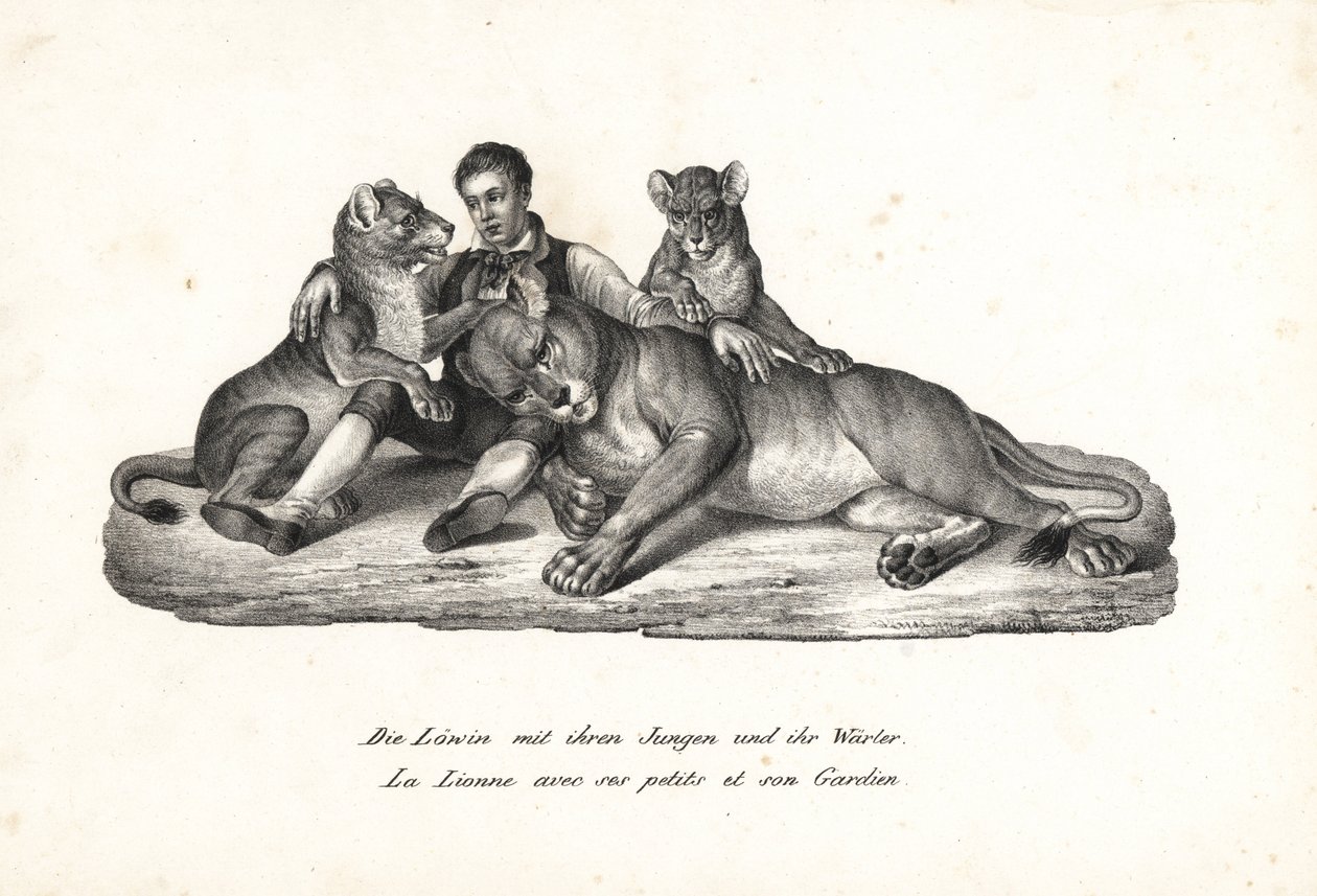Løvinne og unger med trener, Panthera leo. Litografi av Karl Joseph Brodtmann fra Heinrich Rudolf Schinz