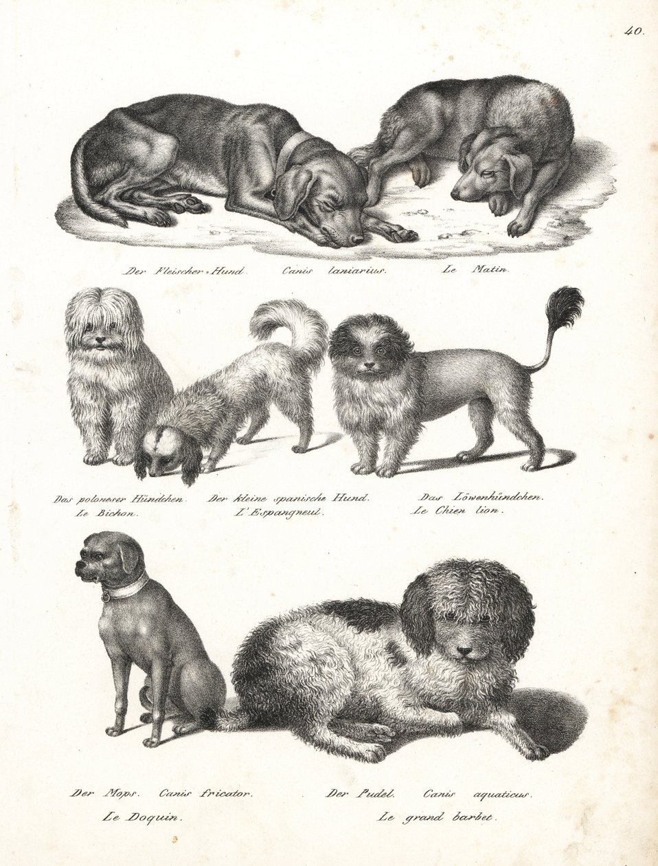 Lurcher- eller matinhund, Canis laniarius, Bichon, spansk hund, Chow Chow, Pug-hund, Canis fricator og puddel- eller vannjakthund, Canis aquaticus. Litografi av Karl Joseph Brodtmann fra Heinrich Rudolf Schinz