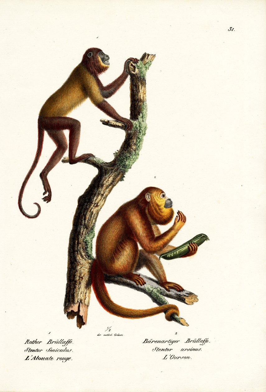 Red Howler Monkeys, 1824 av Karl Joseph Brodtmann