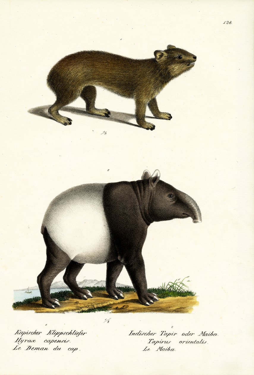 Rock Hyrax, 1824 av Karl Joseph Brodtmann