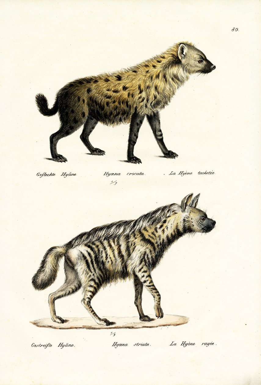 Spotted Hyaena, 1824 av Karl Joseph Brodtmann