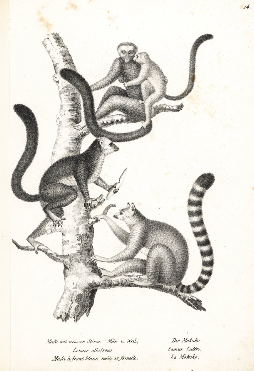 Hvithodelemur, Eulemur albifrons, hann og hunn, truet 1, og ringhalelemur, Lemur catta, truet 2. Litografi av Karl Joseph Brodtmann fra Heinrich Rudolf Schinz