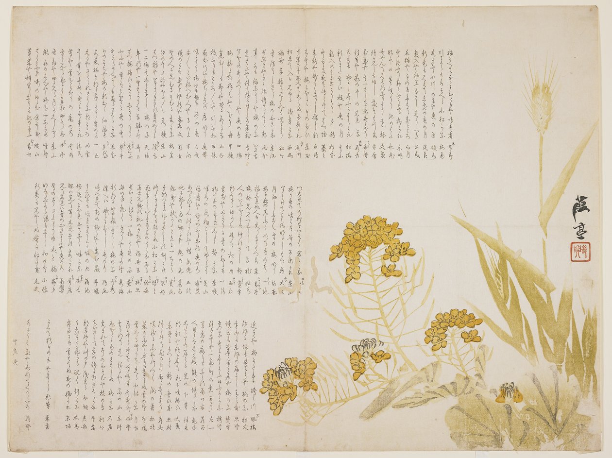 Rapsblomst og hvete, 1854 (farget treblokktrykk) av Katei