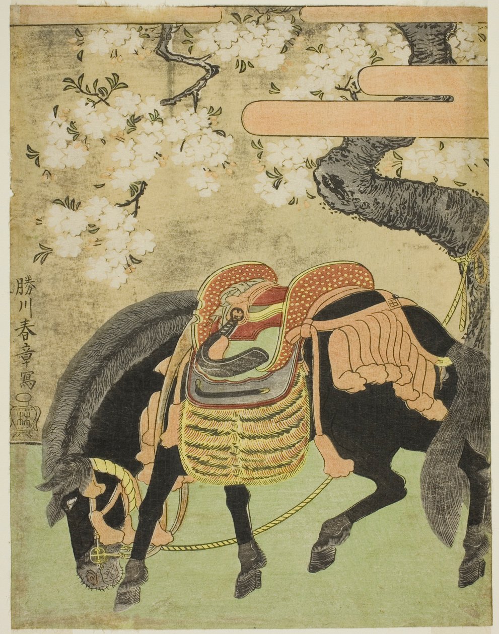 Svart hest bundet under et blomstrende kirsebærtre av Katsukawa Shunsho