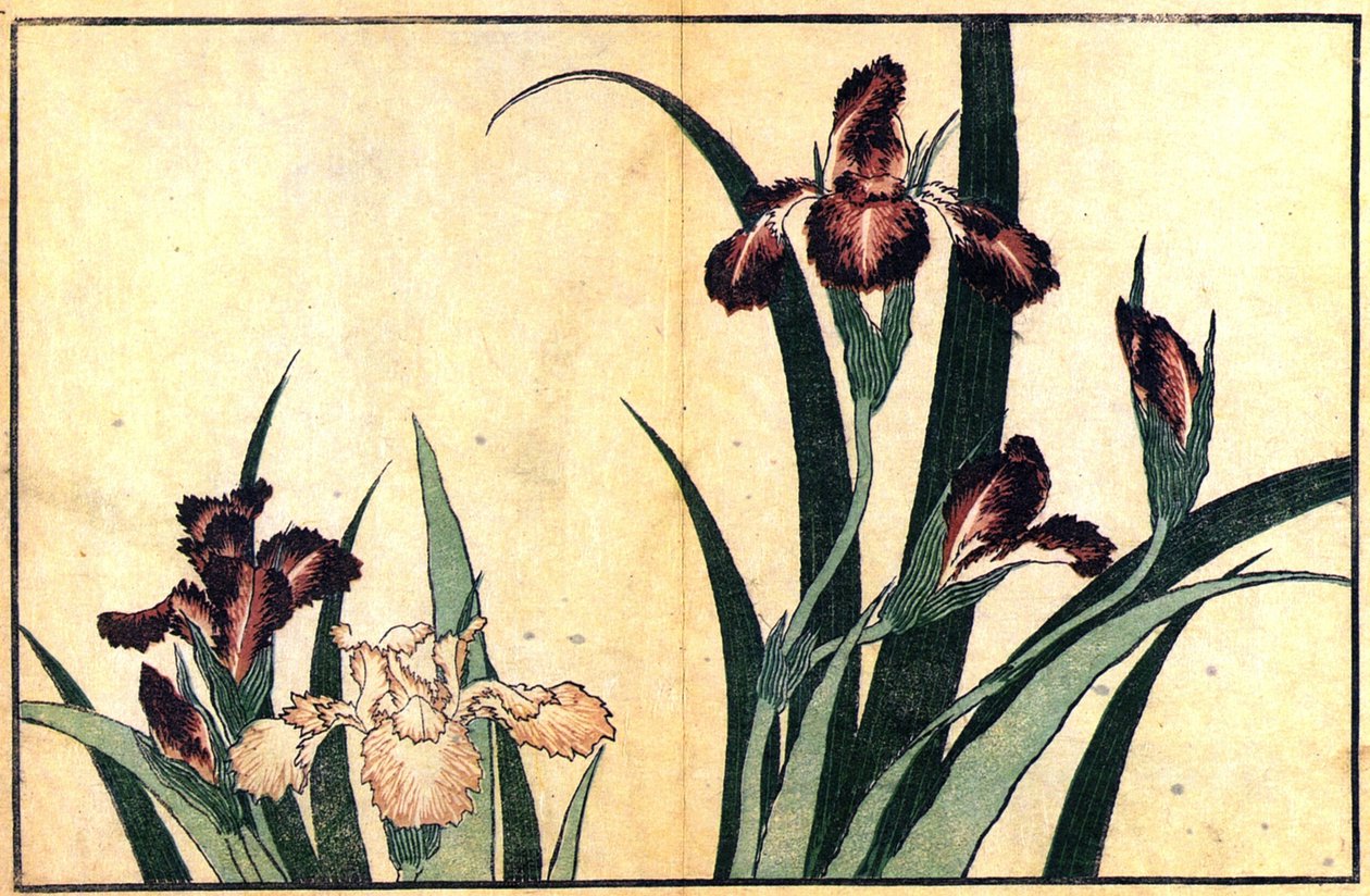 Iriser av Katsushika Hokusai