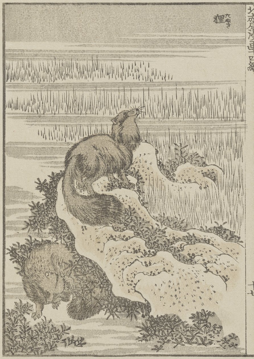 Grevling, c. 1840 (treblokktrykk) av Katsushika Hokusai